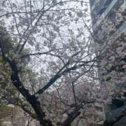 ヒメ日記 2025/04/03 08:04 投稿 栗山　さき ギン妻パラダイス 谷九店