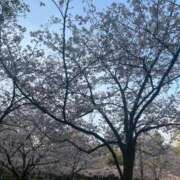 ヒメ日記 2025/04/08 08:15 投稿 栗山　さき ギン妻パラダイス 谷九店