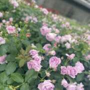 ヒメ日記 2025/05/12 11:50 投稿 栗山　さき ギン妻パラダイス 谷九店