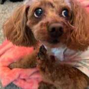 ヒメ日記 2025/01/30 11:48 投稿 れいこ 千葉人妻花壇