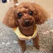 ヒメ日記 2025/04/14 11:18 投稿 れいこ 千葉人妻花壇