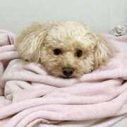 ヒメ日記 2025/10/11 21:16 投稿 優香（ユウカ） アバンチュール(五反田)