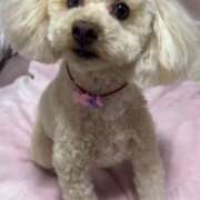 ヒメ日記 2025/12/02 16:16 投稿 優香(ユウカ) アバンチュール(五反田)