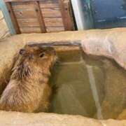 ヒメ日記 2025/02/19 14:46 投稿 める ちゃんこ本厚木店