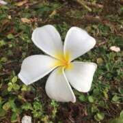 ヒメ日記 2025/09/15 16:12 投稿 梨花-りか【FG系列】 ほんとうの人妻 横浜本店