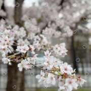 ヒメ日記 2026/03/30 14:42 投稿 そら 学校帰りの妹に手コキしてもらった件 谷九