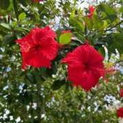 ヒメ日記 2025/11/02 17:47 投稿 沖野和歌 五十路マダム 博多店