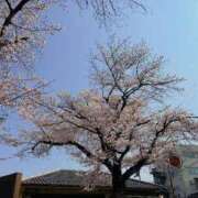 ヒメ日記 2026/03/31 10:37 投稿 沖野和歌 五十路マダム 博多店