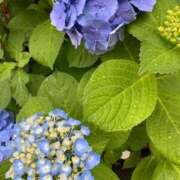 ヒメ日記 2025/06/11 11:35 投稿 池田　むつみ ギン妻パラダイス 谷九店