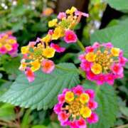 ヒメ日記 2025/11/02 11:16 投稿 池田　むつみ ギン妻パラダイス 谷九店