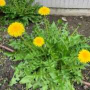 ヒメ日記 2026/03/10 11:13 投稿 池田　むつみ ギン妻パラダイス 谷九店