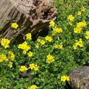 ヒメ日記 2026/03/17 15:06 投稿 池田　むつみ ギン妻パラダイス 谷九店