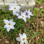 ヒメ日記 2026/03/22 14:42 投稿 池田　むつみ ギン妻パラダイス 谷九店