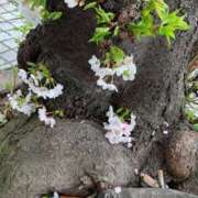 ヒメ日記 2026/04/07 14:37 投稿 池田　むつみ ギン妻パラダイス 谷九店