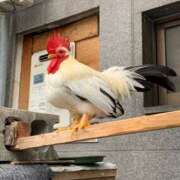 ヒメ日記 2026/09/20 11:27 投稿 池田　むつみ ギン妻パラダイス 谷九店