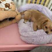 ヒメ日記 2025/06/10 10:46 投稿 ねむ マリン千姫