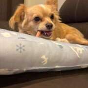 ヒメ日記 2025/06/20 16:46 投稿 ねむ マリン千姫