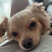 ヒメ日記 2025/06/26 09:26 投稿 ねむ マリン千姫