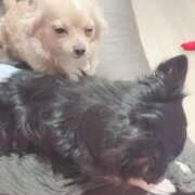 ヒメ日記 2025/07/02 20:46 投稿 ねむ マリン千姫