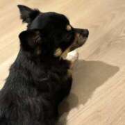 ヒメ日記 2025/08/20 09:29 投稿 ねむ マリン千姫