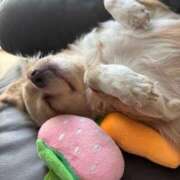 ヒメ日記 2025/08/30 15:30 投稿 ねむ マリン千姫