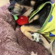 ヒメ日記 2025/11/08 10:24 投稿 ねむ マリン千姫