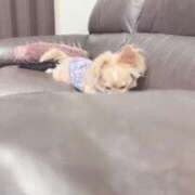 ヒメ日記 2025/11/08 13:22 投稿 ねむ マリン千姫