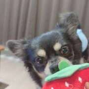 ヒメ日記 2025/11/12 15:12 投稿 ねむ マリン千姫