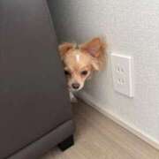 ヒメ日記 2025/11/26 11:56 投稿 ねむ マリン千姫