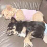 ヒメ日記 2025/11/28 21:22 投稿 ねむ マリン千姫