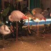 ねむ ！？！？🦩 マリン千姫