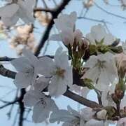 ヒメ日記 2026/04/08 10:04 投稿 しおり [優良人妻店]セレブスタイル（山口～防府～萩）