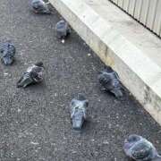 ヒメ日記 2025/01/10 21:19 投稿 花園みく ウルトラハピネス