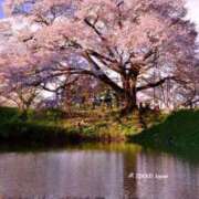 ヒメ日記 2026/04/10 11:23 投稿 体験せりな ACCENT[アクセントグループ]