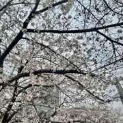 ヒメ日記 2025/04/09 09:39 投稿 桜井　ゆり 一夜妻