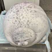 ヒメ日記 2025/03/21 07:28 投稿 みゆ シークレットタッチ