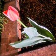 ヒメ日記 2025/03/31 23:43 投稿 みゆ シークレットタッチ