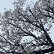 ヒメ日記 2025/04/02 15:27 投稿 みゆ シークレットタッチ