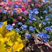 ヒメ日記 2025/05/03 10:45 投稿 みゆ シークレットタッチ