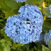 ヒメ日記 2025/06/12 08:25 投稿 みゆ シークレットタッチ