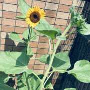 ヒメ日記 2025/09/18 07:15 投稿 みゆ シークレットタッチ