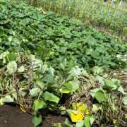 ヒメ日記 2025/09/23 06:30 投稿 みゆ シークレットタッチ