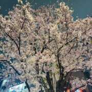 ヒメ日記 2026/03/31 05:15 投稿 みゆ シークレットタッチ