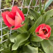 ヒメ日記 2026/04/04 05:30 投稿 みゆ シークレットタッチ