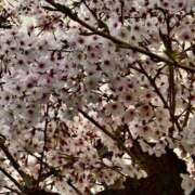 ヒメ日記 2026/04/10 06:15 投稿 みゆ シークレットタッチ