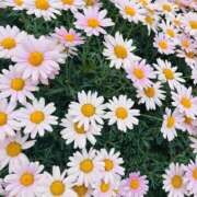 ヒメ日記 2026/05/06 05:15 投稿 みゆ シークレットタッチ