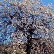 ヒメ日記 2025/02/27 12:32 投稿 ゆりえ 完熟ばなな 横浜