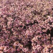 ヒメ日記 2025/03/11 22:45 投稿 ゆりえ 完熟ばなな川崎