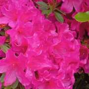 ヒメ日記 2025/05/30 23:03 投稿 ゆりえ 完熟ばなな川崎