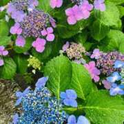 ヒメ日記 2025/06/10 15:40 投稿 今村 熟女の部屋